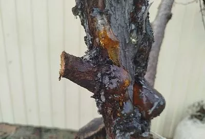 О чем плачет вишня: если на ветвях и стволах появилась камедь – значит дерево в опасности