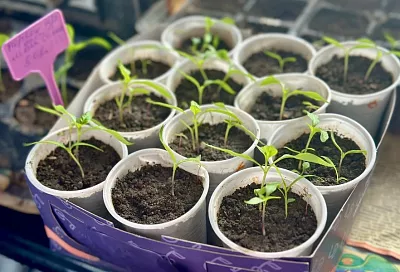 Признаки голодания рассады: как распознать и помочь растениям