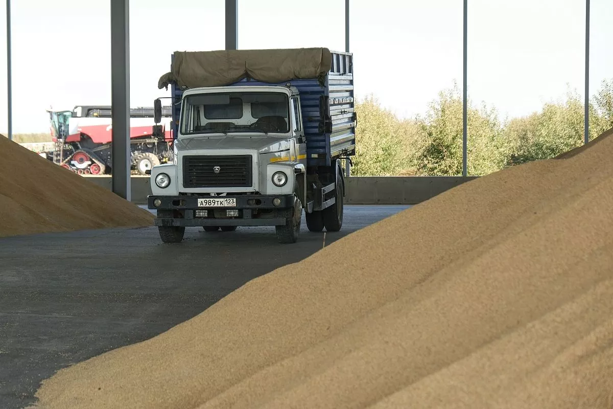 Рис прямо с поля привозят под навес, где проводят первичную очистку от пыли. Рис прямо с поля привозят под навес, где проводят первичную очистку от пыли.