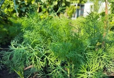 Сажаем укроп правильно: маленькие секреты пышной зелени