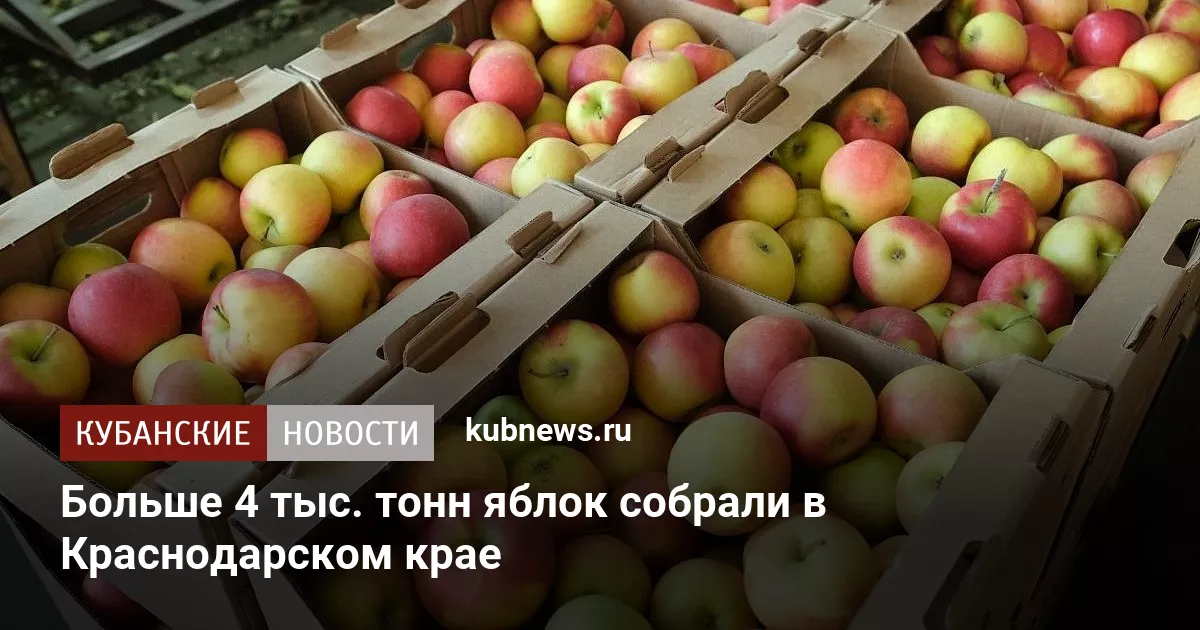 Больше 4 тыс. тонн яблок собрали в Краснодарском крае