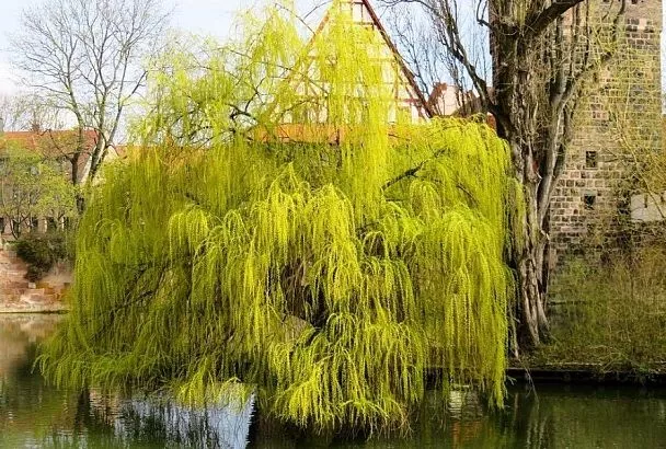 Ивовая вода: натуральный стимулятор роста для растений