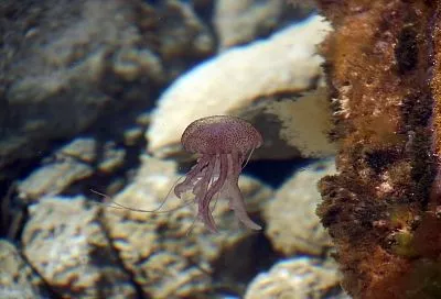 Количество медуз возле пляжей в Тунисе испугало туристов