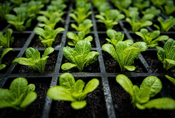 Салат за месяц, не выходя из комнаты: вот как вырастить зелень под лампой без теплицы и грядок.