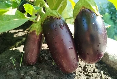 Созрел ли синенький: как определить спелость баклажана, не срывая его