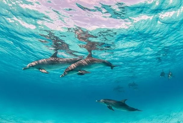 ДНК в морской воде поможет изучать дельфинов без прямого наблюдения