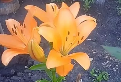 Ваш сад достоин лучшего: 5 причин посадить лилейное дерево этой весной (живет 10 лет!)