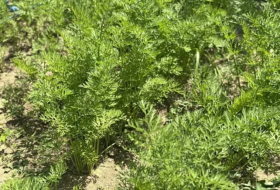 Раствор от луковой и морковной мухи: все есть дома и никакой химии