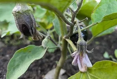 Паутинный клещ на баклажанах: выявляем и уничтожаем вредителя