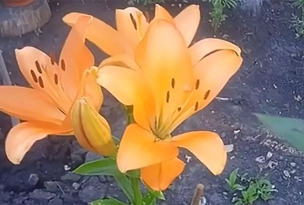 Ваш сад достоин лучшего: 5 причин посадить лилейное дерево этой весной (живет 10 лет!)