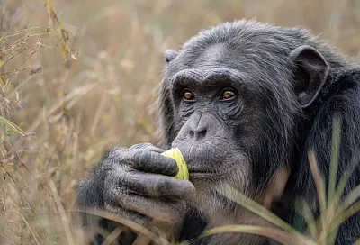 Ученые выяснили, какие растения помогли обезьяне стать человеком