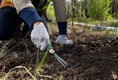Что нужно знать о заболеваниях плодовых культур
