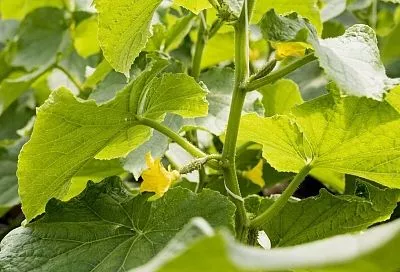 Галина Кизима спасает огурцы от мучнистой росы золой и мелом: самые экстренные меры