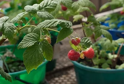 Уход за малиной после сбора урожая: важные мероприятия в сентябре