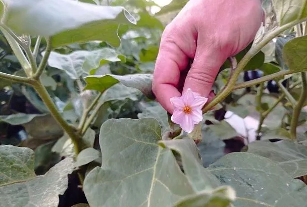 После того как стала обрывать цветы у баклажанов, через день собираю по тазу плодов, уже не знаю, что из них готовить