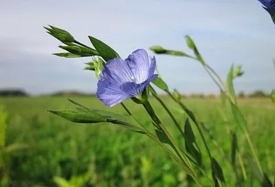 Истощилась земля – посади лен: способ улучшения плодородности почвы из глубины веков