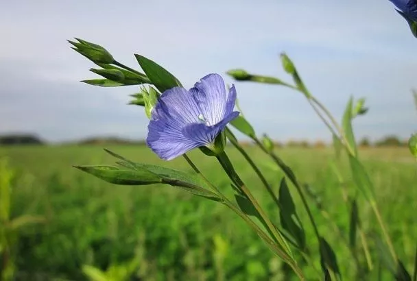 Истощилась земля – посади лен: способ улучшения плодородности почвы из глубины веков