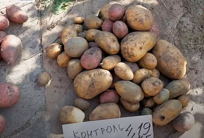 Начните проращивать картошку уже завтра так – и получите урожай на 2-3 недели раньше: лайфхак от Галины Кизимы