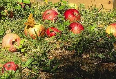 Тяжёлая почва станет как пух: разрыхлите землю за 7 дней яблочными очистками