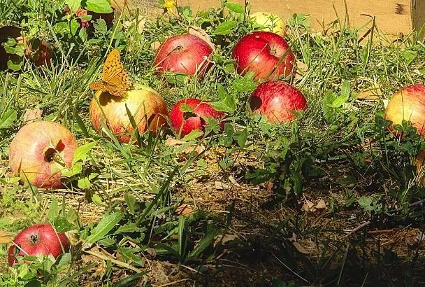 Тяжёлая почва станет как пух: разрыхлите землю за 7 дней яблочными очистками