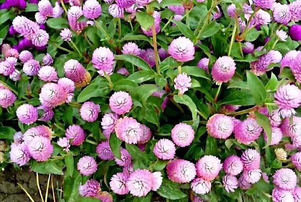 Шаровидные цветы для вашего сада. Эти растения сглаживают все от дорожек до заборов и которые впишутся в любой сад