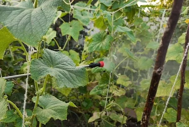 Еще одна напасть на огурцы: в чем опасность заражения аскохитозом