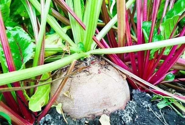 Соседи удивляются моим урожаям: благодаря этому средству овощи не болеют и плодоносят до заморозков