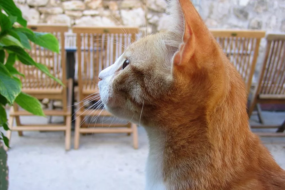 Как отучить кошку грызть цветы: метод садовода из Краснодарского края с соком лимона