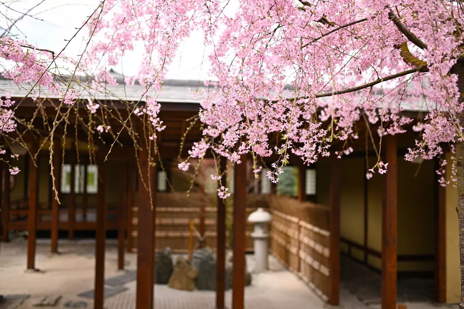 В Японском саду Краснодара расцвела сакура