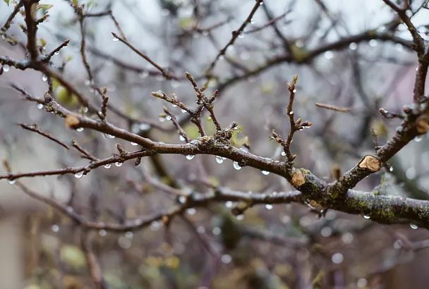 Почему нельзя обрезать сад в сырую погоду и как избежать камедетечения