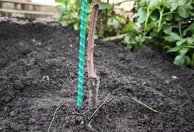 Если зима пришла раньше: экологичный и надежный способ спасти саженцы в морозы