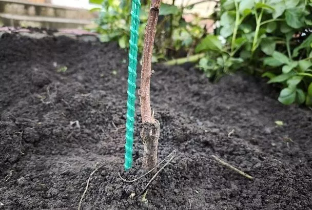 Если зима пришла раньше: экологичный и надежный способ спасти саженцы в морозы