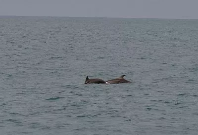 Силы ПВО сбили беспилотники над Краснодарским краем и Черным морем