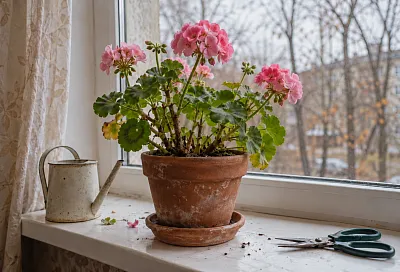 Пеларгония зимой: 3 способа сохранить растение