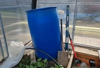 Гидрометцентр предупредил: как спасти рассаду в теплице от внезапных заморозков — дармовой лайфхак с бочками