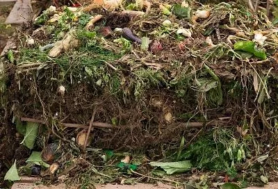 Как использовать компост с умом: делимся ценным удобрением по приоритетам