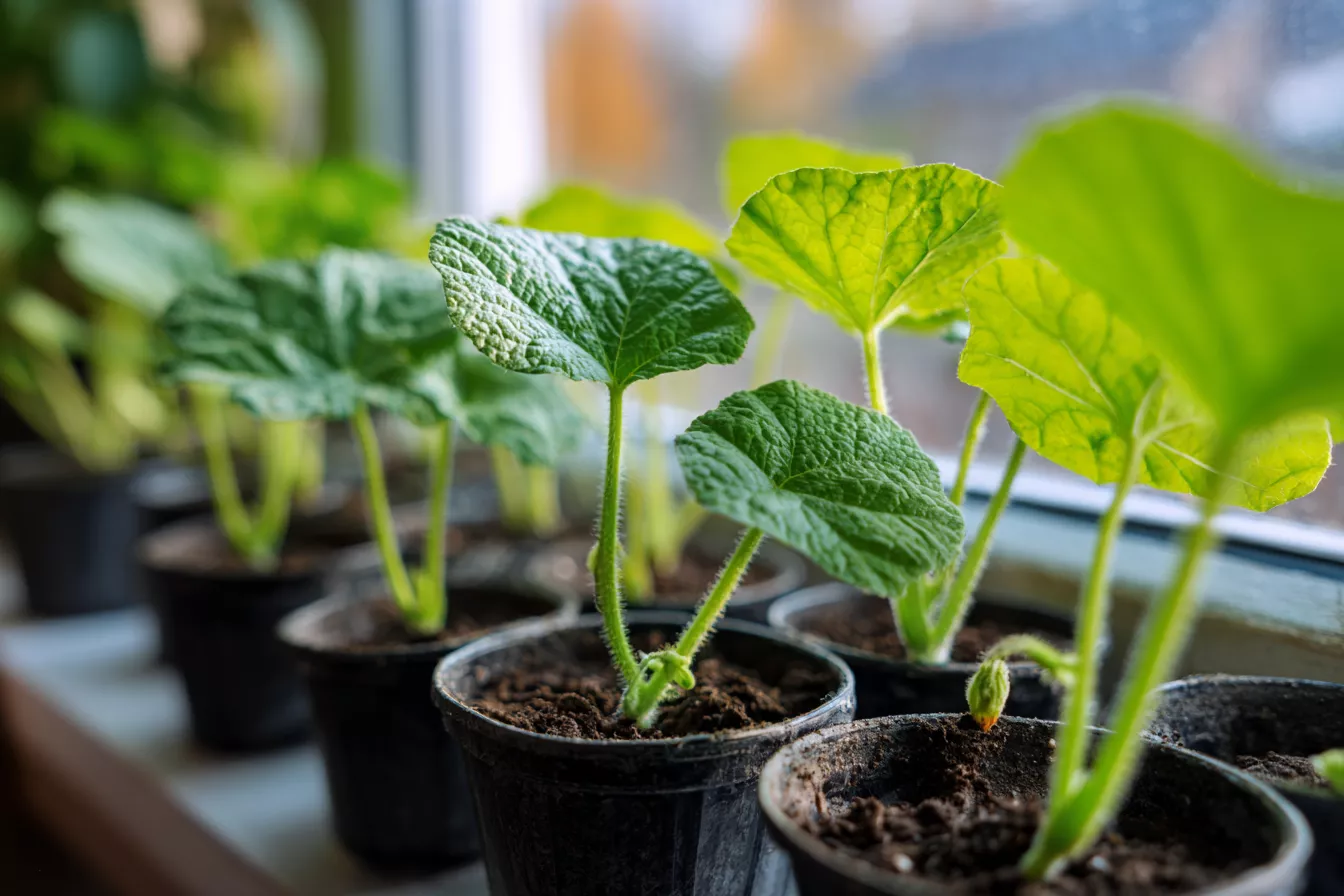 Рассада огурцов даст 100 плодов с куста: как собрать ранний и здоровый урожай