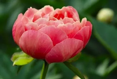 Коралловые пионы покорили мой сад: 5 лучших сортов — их роскошное цветение настоящее волшебство 