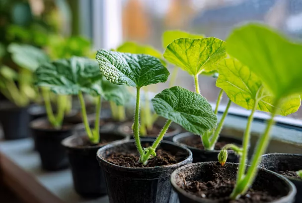 Рассада огурцов даст 100 плодов с куста: как собрать ранний и здоровый урожай