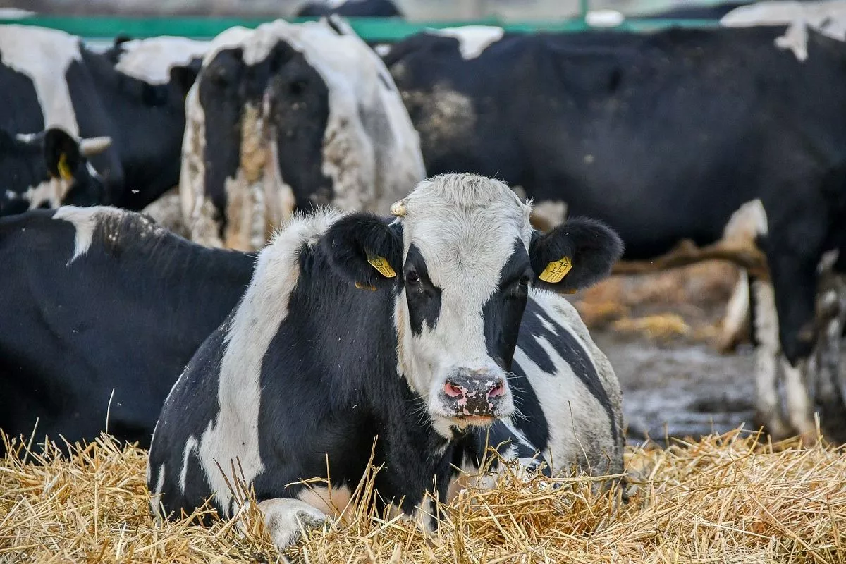 ФГУП "Кореновское"