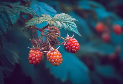 Малина и ежевика в августе: обрезка, подкормка и защита от болезней