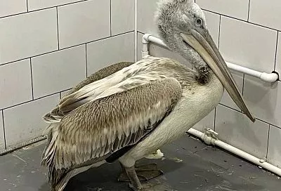 Кудрявый пеликан с повреждённым крылом доставлен в реабилитационный центр Ростова