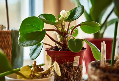 Как омолодить фиалки: 3 простых способа