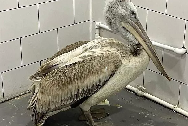 Кудрявый пеликан с повреждённым крылом доставлен в реабилитационный центр Ростова