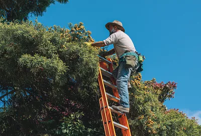 Ёлка минус три метра: как удалить верхушку и вернуть идеальный конус