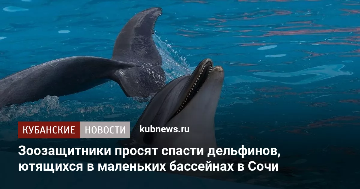 Зоозащитники просят спасти дельфинов, ютящихся в маленьких бассейнах в Сочи