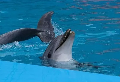 Зоозащитники просят спасти дельфинов, ютящихся в маленьких бассейнах в Сочи