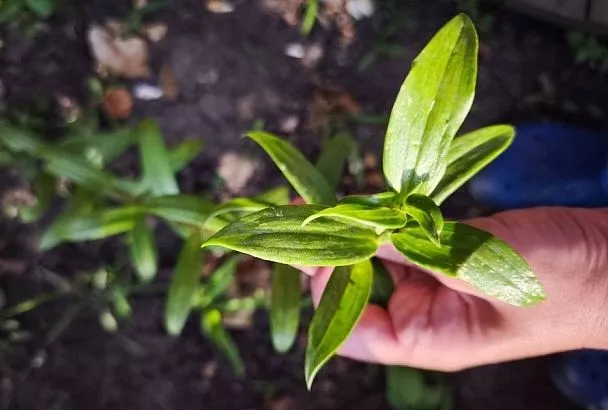 Почему не цветут лилии: 6 причин, которые легко исправить