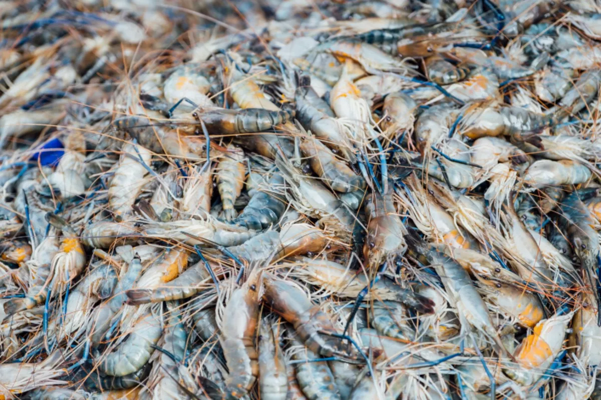 Ученые нашли способ превращать отходы от добычи креветок в прочный природный пластик
