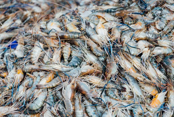 Ученые нашли способ превращать отходы от добычи креветок в прочный природный пластик